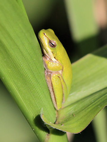Northern Dwarf Tree Frog (Litoria bicolor)